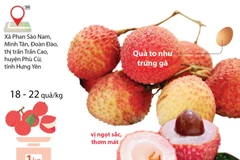 [Infographics] Độc lạ đặc sản vải trứng của tỉnh Hưng Yên