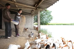 Phát triển chăn nuôi hộ gia đình, mang lại thu nhập ổn định và hiệu quả kinh tế cho bà con giáo dân. (Ảnh: Thanh Tùng/TTXVN)