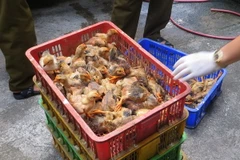 Ảnh chỉ có tính minh họa. (Ảnh: Việt Hùng/TTXVN)