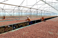 Giá cacao Bến Tre ổn định ở mức cao trước mùa thu hoạch