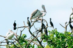 Cảnh báo nguy cơ cháy rừng ở vườn chim Bạc Liêu