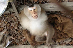 Giải cứu 6 cá thể khỉ thuộc nhóm nguy cấp quý hiếm