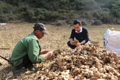 Anh Trương Văn Lần, tại thôn Ngườm Vài, Hà Quảng sau khi chuyển đổi cây trồng từ ngô sang gừng hữu cơ đã có thu nhập từ 30 triệu đồng – 50 triệu đồng/năm. (Ảnh: Hạnh Nguyễn/Vietnam+)