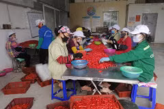 Công nhân đang phân loại ớt-Công ty Dace (Ảnh CTV/Vietnam+)
