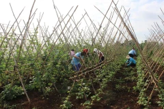 Cơn bão số 2 và mưa trên diện rộng làm giá rau xanh trên thị trường tăng. (Ảnh: Vietnam+)