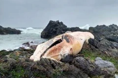 Một con cá voi đã chết trên bờ biển của vùng Coquimbo. (Nguồn: phys.org)