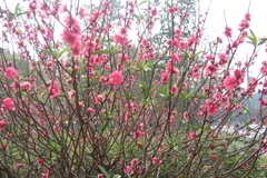 Những phong tục tập quán trong ngày Tết cổ truyền ở Việt Nam