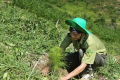 (Ảnh minh họa: Dương Giang/TTXVN)
