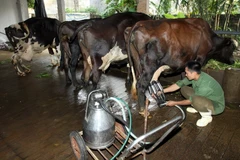 Ảnh minh họa. (Nguồn: ciatnews.cgiar.org)