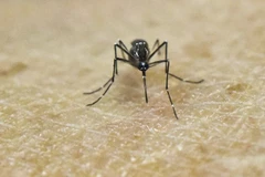 (Nguồn: AFP/TTXVN)