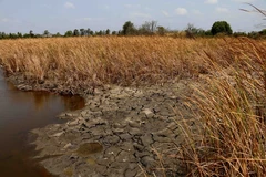 Một diện tích trồng cây bồn bồn ở thành phố Cà Mau bị nhiễm mặn nghiêm trọng. (Ảnh: Kim Há/TTXVN)