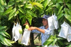 Nhà vườn bọc quả xoài cát Hòa Lộc để tránh sâu bệnh, giúp vỏ quả có màu trắng xanh đẹp mắt. (Ảnh: Xuân Dự/TTXVN)