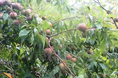 Mận Tam Hoa luôn có hương vị ngon và quả mọng. (Ảnh: Hồng Ninh/Vietnam+)