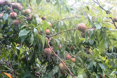 Mận Tam Hoa luôn có hương vị ngon và quả mọng. (Ảnh: Hồng Ninh/Vietnam+)