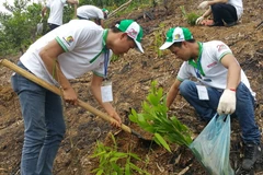 Công nhân viên Công ty Honda Việt Nam (HVN) cùng người dân địa phương tham gia “Ngày hội trồng rừng.” (Ảnh: Văn Xuyên/Vietnam+)