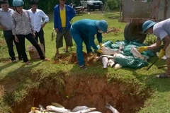 Tiêu hủy cá chết. (Ảnh: Khiếu Tư/TTXVN)