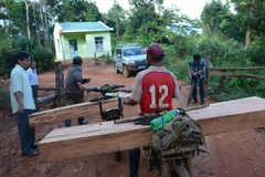 Xe chở gỗ lậu ngang nhiên qua Trạm quản lý bảo vệ rừng của Công ty TNHH Một thành viên Lâm nghiệp Đăk Glei ngày 20/6 vừa qua. (Ảnh: Cao Nguyên/TTXVN)