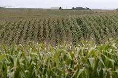 Ảnh minh họa. (Nguồn: AP)