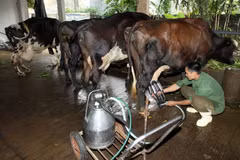 Ảnh minh họa. (Nguồn: ciatnews.cgiar.org)