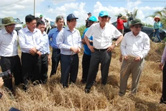 Phó Tổng Thư ký Liên Hợp quốc (thứ 2 từ phải) khảo sát cánh đồng lúa xã Phú Ngãi chết khô vì nước mặn lên sớm. (Ảnh: Văn Trí/TTXVN)