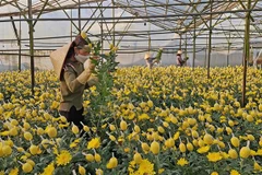 Cắt hoa cúc cung ứng ra thị trường. (Ảnh: Nguyễn Dũng/TTXVN)