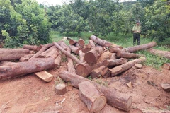 Lực lượng chức năng tiến hành lập biên bản tạm giữ số lâm sản được cất giấu tại vườn rẫy nhà dân ở thôn Ia Chía, xã Ia Nan, huyện Đức Cơ, Gia Lai. (Ảnh: TTXVN phát)