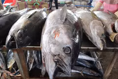 Cá ngừ đại dương được đặt trên bàn sơ chế kiểm tra chất lượng thịt trước khi bán cho thương lái. (Ảnh: Phạm Cường/TTXVN)