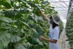 Mô hình trồng dưa lưới ứng dụng công nghệ cao nhà màng tại xã Long Tân, huyện Đất Đỏ. (Ảnh: Hoàng Nhị/TTXVN)