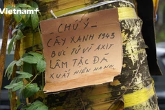Nghi vấn cây xanh hơn 80 năm tuổi bị đầu độc ngay giữa lòng Thủ Đô. (Ảnh: Hoàng Đạt/Vietnam+)