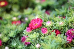 Có lẽ đã lâu rồi, người Hà Nội mới lại thấy những loại hoa Tết truyền thống như cúc magic (cúc ma-ghíc, cúc thúy), cúc xuxi xuất hiện tại những chợ hoa. (Ảnh: Minh Anh/Vietnam+)