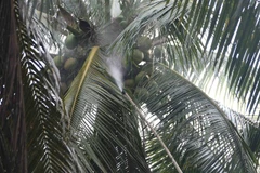 Giá dừa tươi tăng mạnh. (Ảnh: Thanh Hòa/TTXVN)