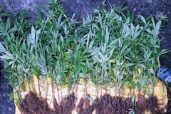 Số cây cần sa trái phép bị thu giữ tại nhà riêng ông Đặng Tiến Dũng. (Ảnh: TTXVN phát)