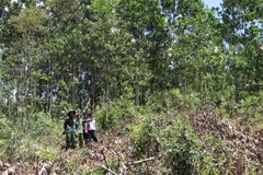 Rẫy của dân làng Tu Rét xã Đăk Nên huyện Kon Plông (Kon Tum) bị thu hồi và cấp cho dân làng Xô Luông, Vương sản xuất vẫn chưa nhận được tiền đền bù. (Ảnh: Cao Nguyên/TTXVN)