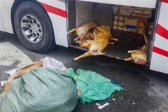 Số thịt dê chứa trong hầm xe ôtô không đảm bảo điều kiện vệ sinh. (Ảnh: TTXVN phát)