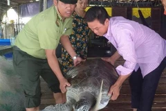 Anh Nguyễn Văn Nghĩa (bên phải) và cán bộ Hạt kiểm lâm huyện Ngọc Hiển chuyển cá thể rùa biển để thả về môi trường tự nhiên. (Ảnh: Huỳnh Thế Anh/TTXVN)