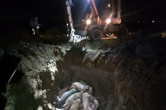 Tiêu hủy đàn lợn bị nhiễm bệnh. Ảnh minh họa. (Ảnh: TTXVN)