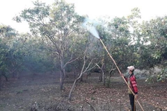 Người dân Bình Phước chủ động phun hóa chất bảo vệ cây điều. (Ảnh: K GỬIH/TTXVN)