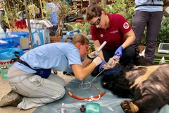 Bác sỹ, chuyên gia của Trung tâm bảo tồn động vật hoang dã thăm khám sức khỏe cho cá thể gấu trước khi chuyển về cơ sở bảo tồn gấu ở tỉnh Ninh Bình. (Ảnh: Nguyễn Văn Việt/TTXVN) 