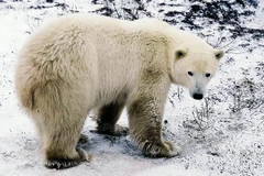 Gấu trắng Bắc Cực tại Mantioba, Canada. (Ảnh: AFP/TTXVN)