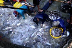 Thu hoạch cá tra tại hộ nông dân sản xuất liên kết với Tập đoàn Sao Mai An Giang ở thành phố Cần Thơ. (Ảnh: Vũ Sinh/TTXVN)