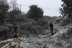 Tuyết rơi phủ trắng Sa Pa hồi đầu năm. (Ảnh: Hồng Ninh/TTXVN)