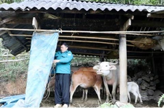 Quây bạt, sửa chữa, gia cố lại chuồng trại cho đàn trâu bò khỏi bị rét. (Ảnh: Công Tuyên/TTXVN)