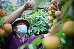 Chăm sóc vải chín sớm xuất Nhật tại 1 hộ gia đình ở xã Phúc Hòa, huyện Tân Yên (Bắc Giang). (Ảnh: Danh Lam/TTXVN)