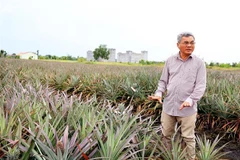 Ông Nguyễn Văn Sáu chia sẻ về kỹ thuật trồng dứa trên đất nhiễm phèn. (Ảnh: Hồng Đạt/TTXVN)