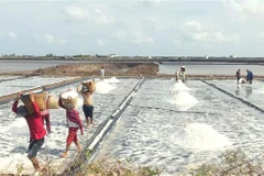 Diêm dân mong mỏi các ngành chức năng tìm giải pháp hỗ trợ, tạo động lực để diêm dân tiếp tục duy trì và phát triển làng nghề truyền thống. (Ảnh: TTXVN phát)