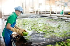 Công nhân làm việc tại một xưởng chế biến chuối của Công ty Nông nghiệp Nam Lào tại tỉnh Attapeu. (Ảnh: Phạm Kiên/TTXVN)