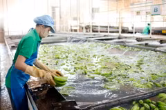 Công nhân làm việc tại một xưởng chế biến chuối của Công ty Nông nghiệp Nam Lào tại tỉnh Attapeu. (Ảnh: Phạm Kiên/TTXVN)