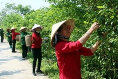 Thu hái dược liệu tại Hợp tác xã dược liệu Ngọc Trà, huyện Hải Hậu, tỉnh Nam Định. (Ảnh: Nguyễn Lành/TTXVN)