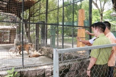 Lãnh đạo Hạt Kiểm lâm Biên Hòa (Đồng Nai) kiểm tra các cá thể hổ đang được chăm sóc tại Khu Du lịch Vườn Xoài. (Ảnh: Lê Xuân/TTXVN)