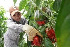 Một nhà vườn thu hoạch ớt chuông Đà Lạt. (Ảnh: Nguyễn Dũng/TTXVN)